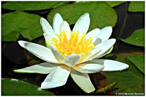 Blühende Seerose - Freude für den Gartenfreund