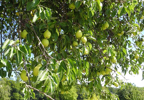 Obstbaum beschneiden