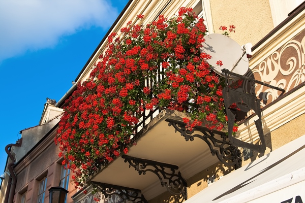 Südbalkon bepflanzen - Geranien als Balkonpflanzen - Pflanzen auf dem Balkon