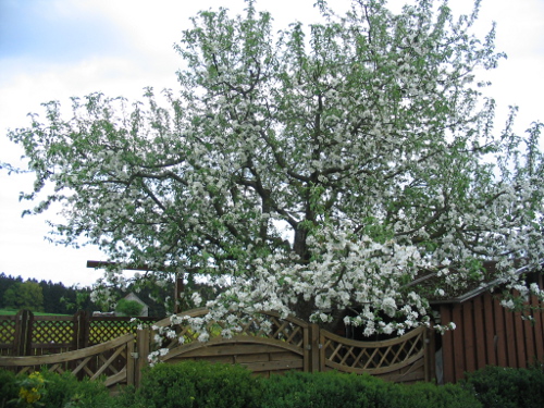 Obstbaum im Frühjahr