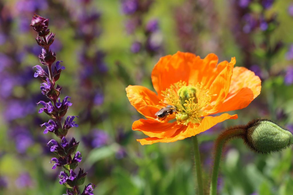 Insektenfreundlicher Garten Artenschutz in Ihrem Privatgarten