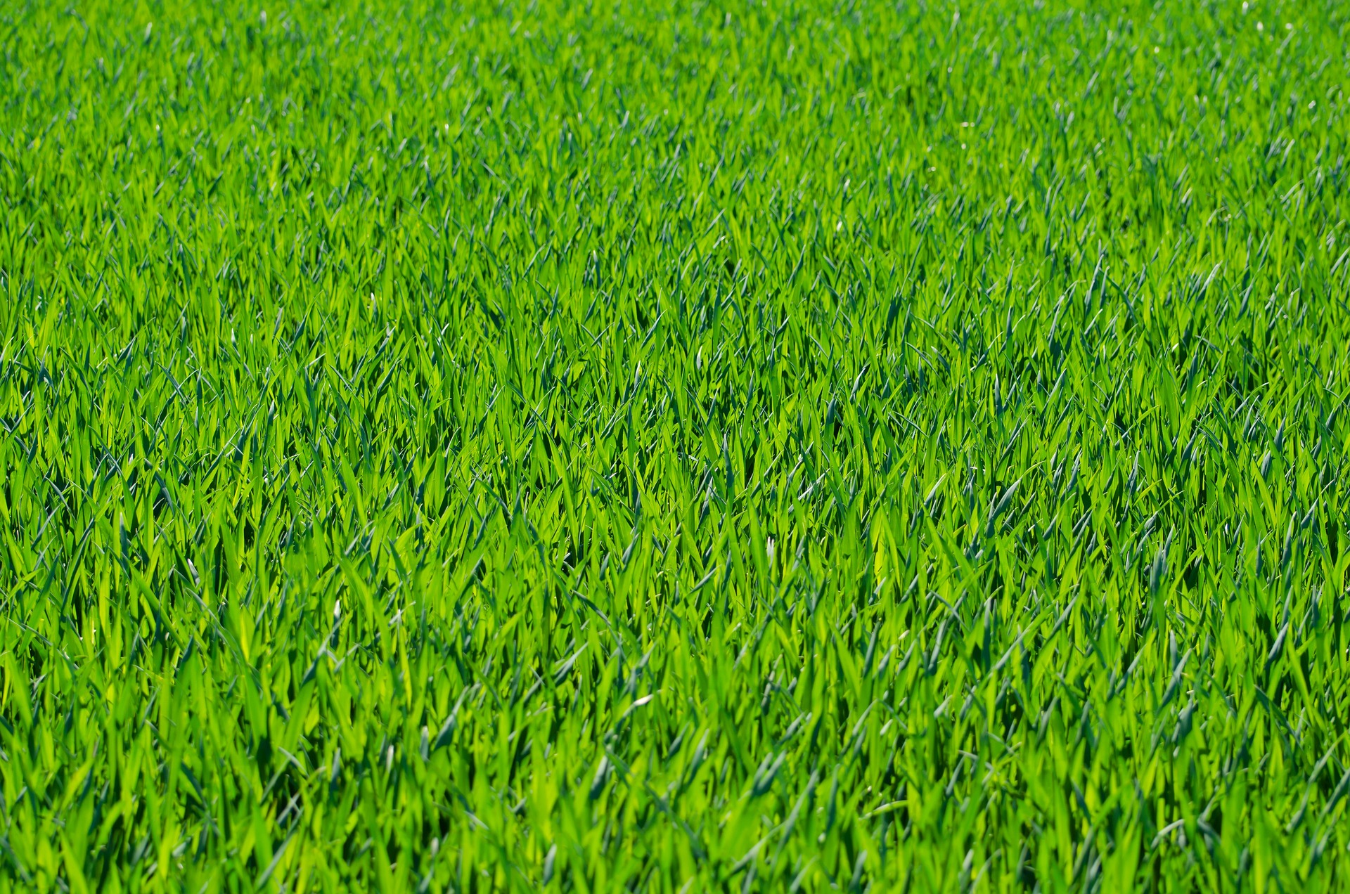 Grüner Rasen